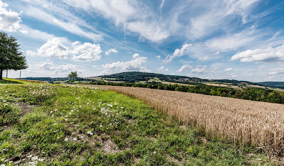 Schöne Pfalz - Landschaftsbild